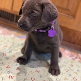 Basset Hound and Labrador Retriever Puppies from Porter Kennels