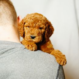 Goldendoodle and Labradoodle Puppies from Doodle Love
