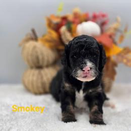 Smokey - Tri-color male Bernedoodle puppy in Summerville, South Carolina from Channys Doodles