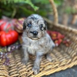 Reba - Blue merle female Aussiedoodle puppy in Lexington, Alabama from Johnson’s Highland Pride Aussiedoodles
