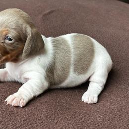 Isabella Pie Girl - Fawn (isabella) and tan female Dachshund puppy in Giddings, Texas from Big Dream Acres