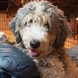 Beauty - Bernedoodle