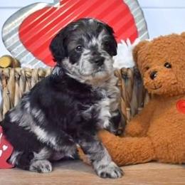 Aussiedoodle, Miniature Australian Shepherd, and Poodle Puppies from JMR Aussies and Doodles