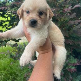 White collar - Golden female Golden Retriever puppy in Jesup, Georgia from Painted Platinum Retrievers (Painted Platinum Kennel) PPK
