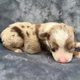 Moose - Red merle male Toy Australian Shepherd puppy in Ambrose, Georgia from Brandilyn's Aussies