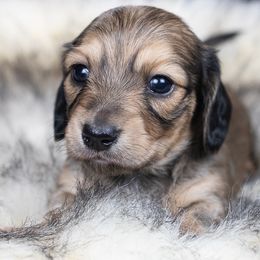 Evie - Sable female Dachshund puppy in Barnesville, Pennsylvania from Dachsy