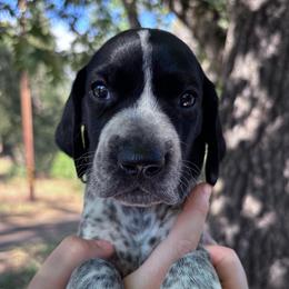 Parsley - green collar - Black roan male German Shorthaired Pointer puppy in Mokelumne Hill, California from Underhill GSP
