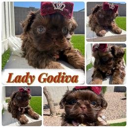 Lady Godiva - Chocolate female Shih Tzu puppy in Coolidge, Arizona from Shih Tzu’s  ‘N’ Love