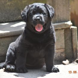 French Bulldog and Labrador Retriever Puppies from Gainesfield Labradors