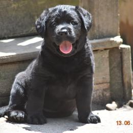 French Bulldog and Labrador Retriever Puppies from Gainesfield Labradors