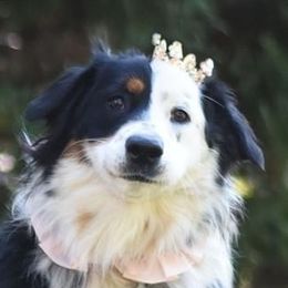 Cruella - Australian Shepherd
