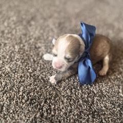 Boy 2 - Brown male Double Doodle puppy in Junction, Utah from Sugar Doodles