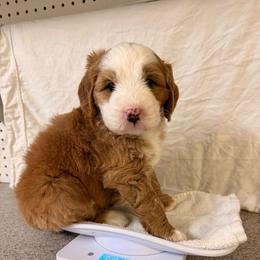 Azalea - Red female Bernedoodle puppy in Irmo, South Carolina from Palmetto Bernedoodles Boutique