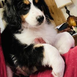Golden Aussiedoodle Puppies from Wild Rose Tiny Poodles & Doodles