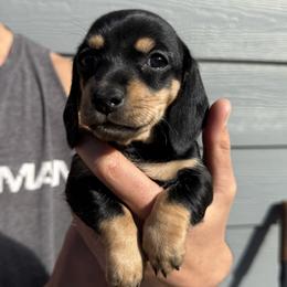 Mikasa - Black and cream female Dachshund puppy in Grants Pass, Oregon from Redwood Dachshunds
