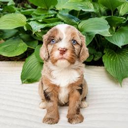 Munchkin Bernedoodle - Churro - Chocolate merle male Bernedoodle puppy in Sharpsburg, Georgia from Steindoodles