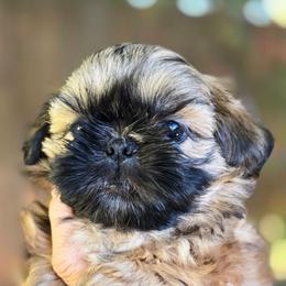 Gold with black mask - Gold male Shih Tzu puppy in Modesto, California from Debbie's Darling Shih Tzus