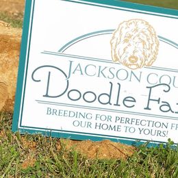 Aussiedoodles, Bernedoodles, Cockapoos, and Goldendoodles from Jackson County Doodles