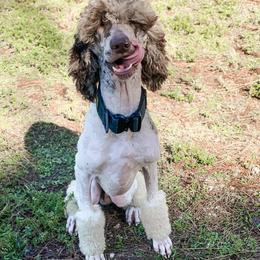 Bernedoodle, Sheepadoodle, and Whoodle Puppies from Wonderland’s Boujie Kennels