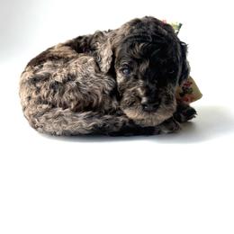 Kamikazi - Merle male Goldendoodle puppy in Mount Pleasant, Tennessee from Doodle My Heart