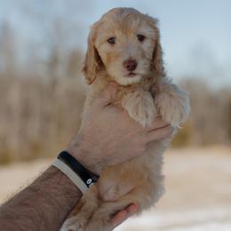 Charlie Brown - Apricot male Goldendoodle puppy in Hiddenite, North Carolina from Rose and Reid Doodles