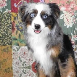 Ajax - Toy Australian Shepherd