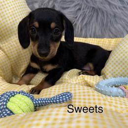 Sweets - Black and tan male Dachshund puppy in Cabool, Missouri from Dachshund's of Country Magic Farms in Missouri