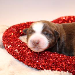 Belle - Red & white female Australian Shepherd puppy in Plantersville, Texas from Jak Se Auss