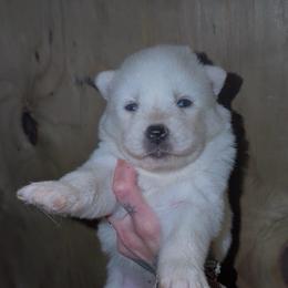 Girl 2 - White female Siberian Husky puppy in Iron River, Wisconsin from Wiemeri Siberians