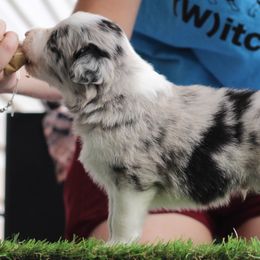 Phlox - White and blue merle male Border Collie puppy in Summerville, South Carolina from MeadowView