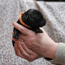 Orange Collar - Black male Labrador Retriever puppy in Boyd, Minnesota from Lindley Labradors