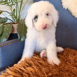 Pearl (aka Hope) - Blue merle and white female Sheepadoodle puppy in Vernonia, Oregon from Life Unleashed Farm
