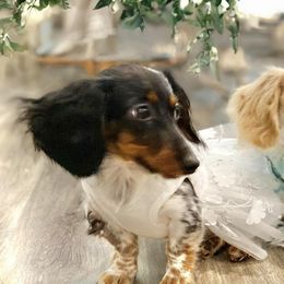 Dachshunds from Veronica's Dachshunds