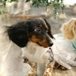 Dachshunds from Veronica's Dachshunds