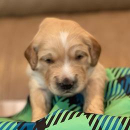 Bartlett - Cream male Goldendoodle puppy in Rocky Point, North Carolina from CelticDoods