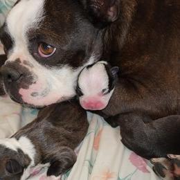 Boston Terriers from Crystal Carlisle's Boston Terriers