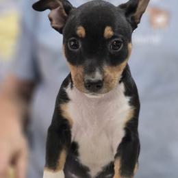 Bea - Black tan and white female Rat Terrier puppy in Divide, Colorado from Outlaw Farm and Kennel