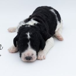Bernedoodle, Saint Berdoodle, and Sheepadoodle Puppies from Yankee Doodle Puppies