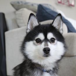 Kumi - Pomsky