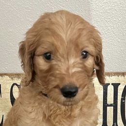 Goldendoodles from Preston Hollow Doodle Co.