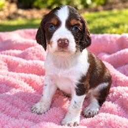 Female 1 - Tri-Roan female English Springer Spaniel puppy in Fairfield, California from Goldridge Springers