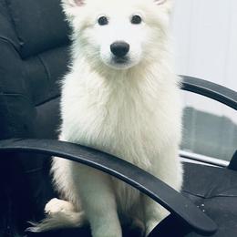 Berger Blanc Suisse Puppies from Moonlight Berger Blanc Suisses