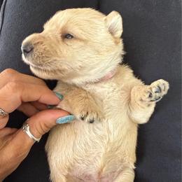 Rosemary - Wheaten female Scottish Terrier puppy in Oak Harbor, Washington from Nicole's Scottish Terriers