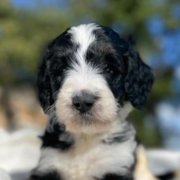 Romeo - Tri-color male Bernedoodle puppy in Osage City, Kansas from Golden Ridge Goldens