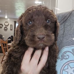 Captain - male Newfypoo puppy in Mckenzie, Tennessee from Small Town Doodles & Poodles