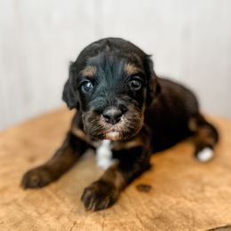 Girl 3 - Black tri-color female Assorted Doodle Crosses puppy in Arlington, Washington from Doodle Love Laugh