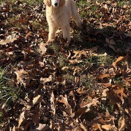 Jazz - Cream female Poodle puppy in Dora, Missouri from Bear Cub Standard Poodles