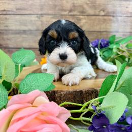Pixie - Tri-color female Cavapoo puppy in Beresford, South Dakota from DAKOTA DOOD RANCH