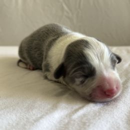 Aladdin-Full Fluffy - Gray and white male American Corgi puppy in Paradise, Texas from Bar S Corgis