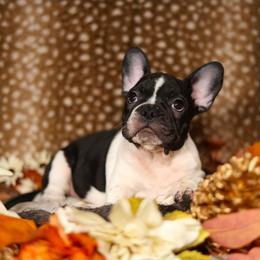 Elaine - Brindle and white female French Bulldog puppy in Twin Falls, Idaho from Whispering White Pines Labradors